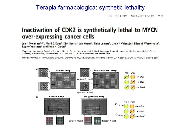 Terapia farmacologica: synthetic lethality 