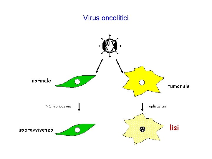 Virus oncolitici normale NO replicazione sopravvivenza tumorale replicazione lisi Virus oncolitici normale NO replicazione sopravvivenza tumorale replicazione lisi