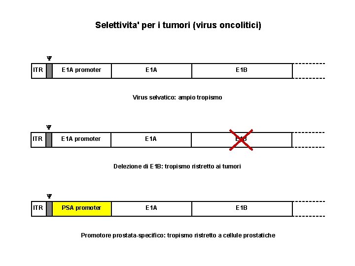 Selettivita' per i tumori (virus oncolitici) Y ITR E 1 A promoter E 1 Selettivita' per i tumori (virus oncolitici) Y ITR E 1 A promoter E 1
