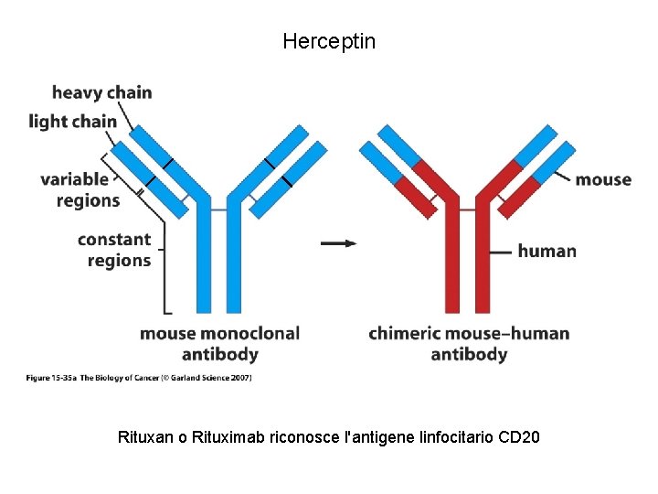 Herceptin Rituxan o Rituximab riconosce l'antigene linfocitario CD 20 