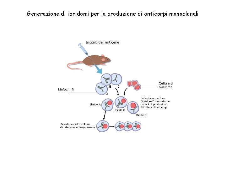 Generazione di ibridomi per la produzione di anticorpi monoclonali 