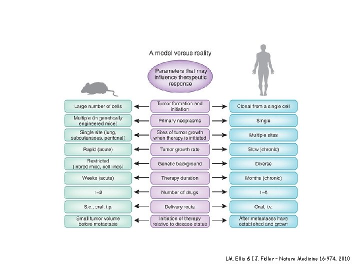 LM. Ellis & IJ. Fidler – Nature Medicine 16: 974, 2010 