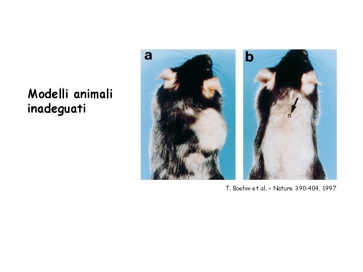 Modelli animali inadeguati T. Boehm et al. - Nature 390: 404, 1997 