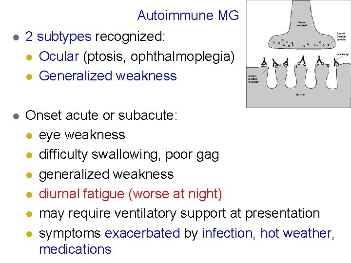 Autoimmune MG l 2 subtypes recognized: l Ocular (ptosis, ophthalmoplegia) l Generalized weakness l