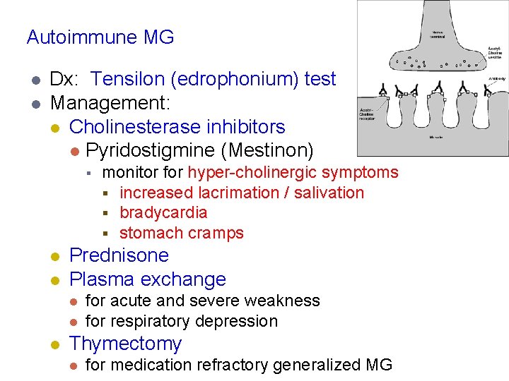 Autoimmune MG l l Dx: Tensilon (edrophonium) test Management: l Cholinesterase inhibitors l Pyridostigmine