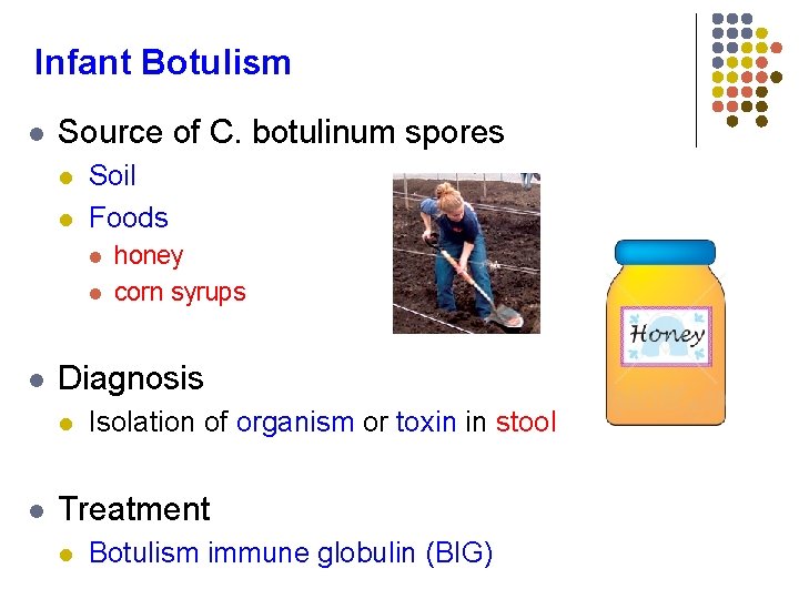 Infant Botulism l Source of C. botulinum spores l l Soil Foods l l