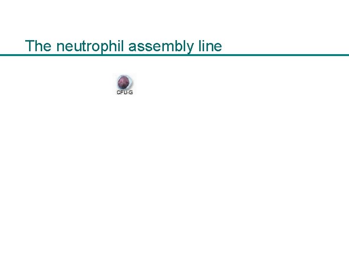 The neutrophil assembly line 