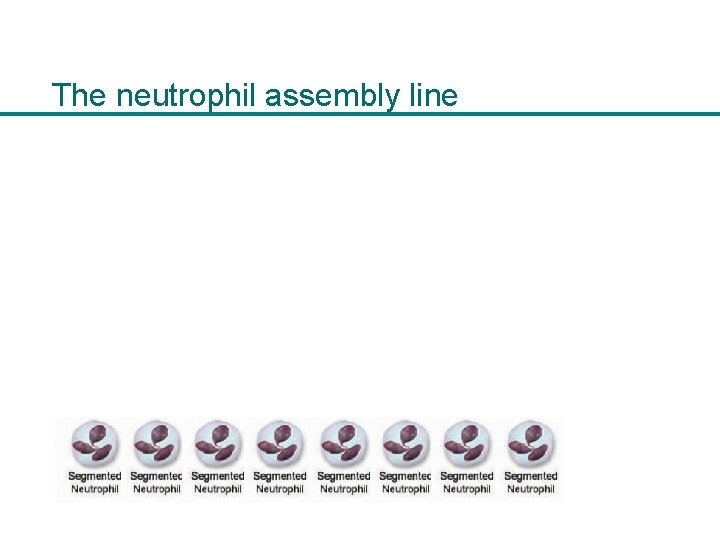 The neutrophil assembly line 