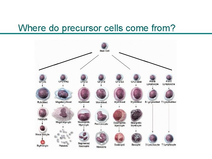 Where do precursor cells come from? 