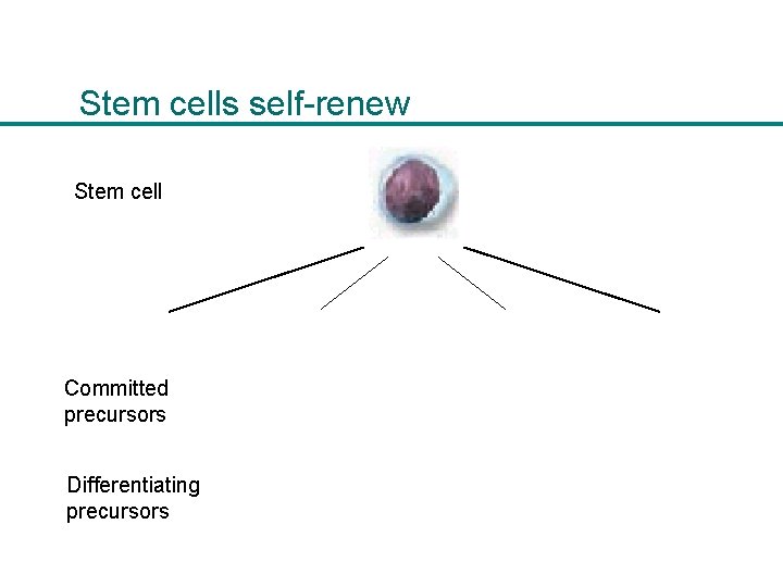 Stem cells self-renew Stem cell Committed precursors Differentiating precursors 