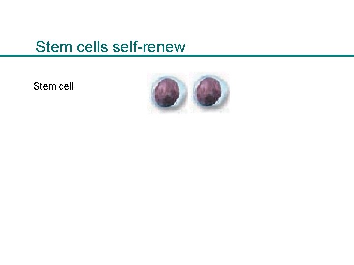 Stem cells self-renew Stem cell 
