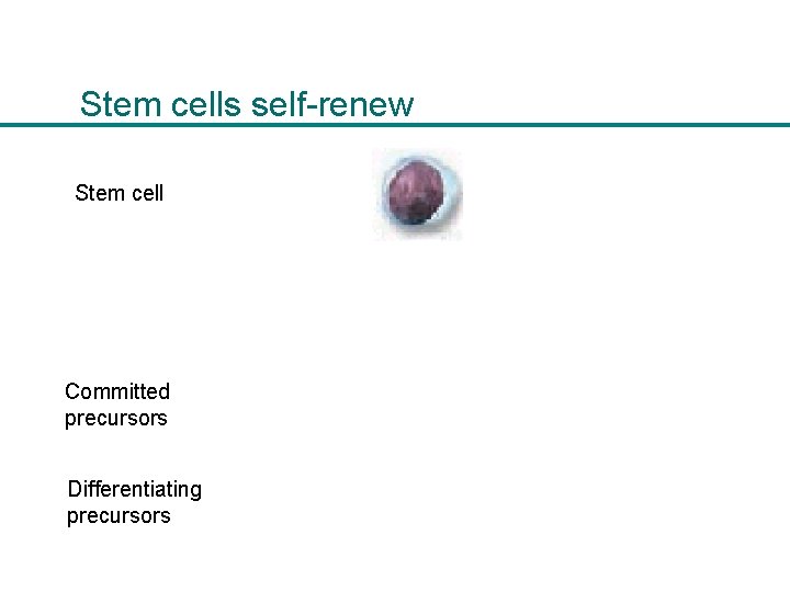 Stem cells self-renew Stem cell Committed precursors Differentiating precursors 
