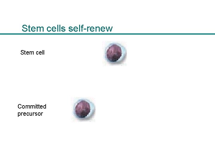 Stem cells self-renew Stem cell Committed precursor 