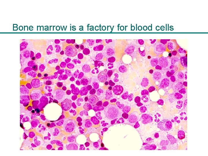 Bone marrow is a factory for blood cells 