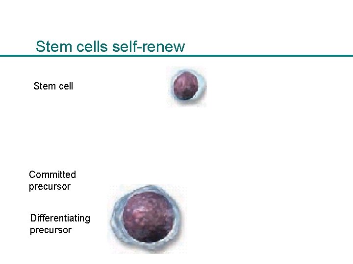 Stem cells self-renew Stem cell Committed precursor Differentiating precursor 