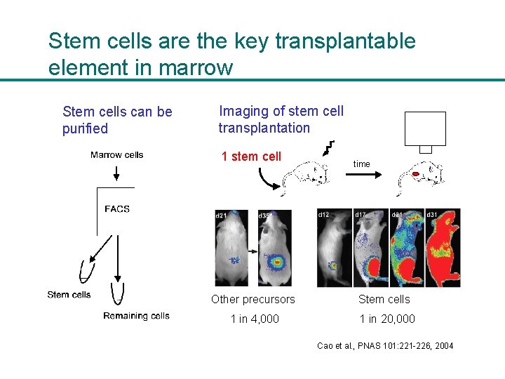 Stem cells are the key transplantable element in marrow Stem cells can be purified