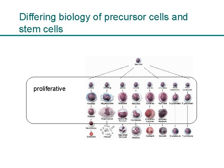 Differing biology of precursor cells and stem cells proliferative 