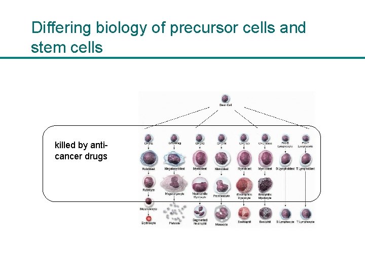Differing biology of precursor cells and stem cells killed by anticancer drugs 