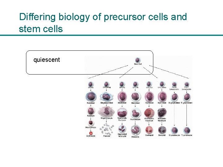 Differing biology of precursor cells and stem cells quiescent 