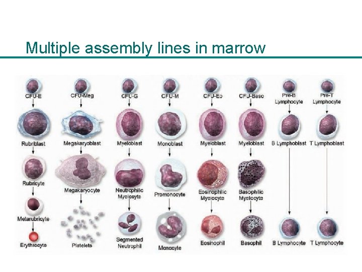 Multiple assembly lines in marrow 