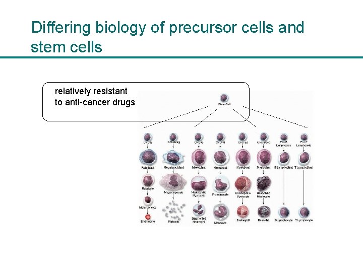 Differing biology of precursor cells and stem cells relatively resistant to anti-cancer drugs 