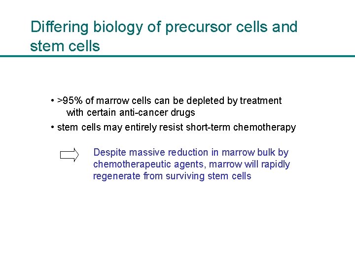 Differing biology of precursor cells and stem cells • >95% of marrow cells can