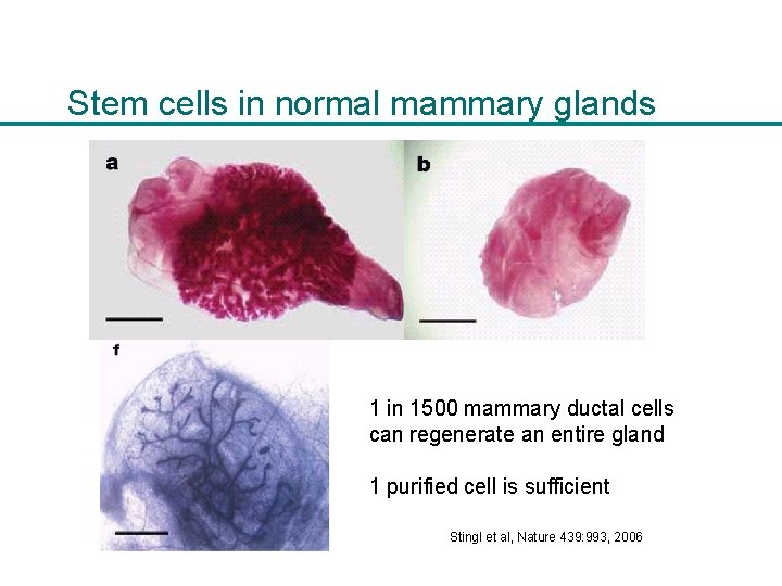 Stem cells in normal mammary glands 1 in 1500 mammary ductal cells can regenerate