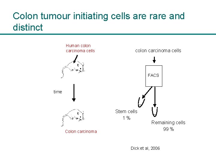 Colon tumour initiating cells are rare and distinct Human colon carcinoma cells FACS time