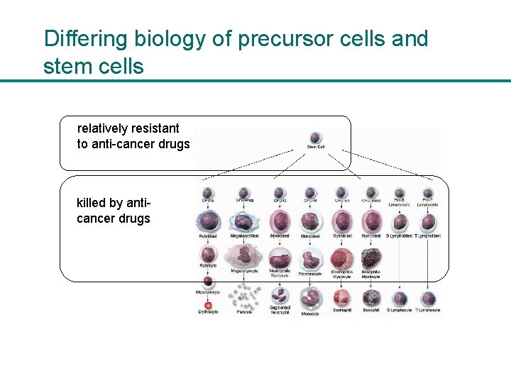 Differing biology of precursor cells and stem cells relatively resistant to anti-cancer drugs killed