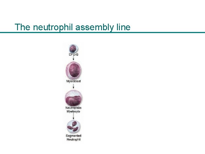 The neutrophil assembly line 