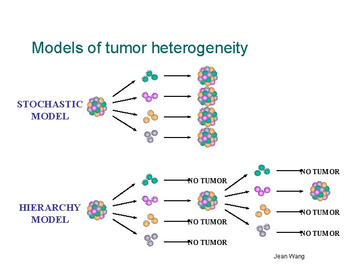 Models of tumor heterogeneity STOCHASTIC MODEL NO TUMOR HIERARCHY MODEL NO TUMOR Jean Wang