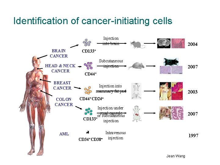 Identification of cancer-initiating cells BRAIN CANCER HEAD & NECK CANCER BREAST CANCER COLON CANCER