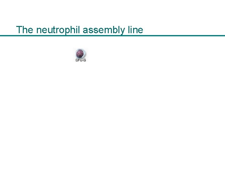 The neutrophil assembly line 