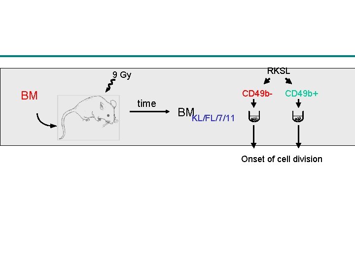 RKSL 9 Gy BM time CD 49 b- CD 49 b+ BMKL/FL/7/11 Onset of