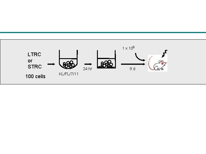 1 x 106 LTRC or STRC 100 cells 24 hr KL/FL/7/11 9 d 