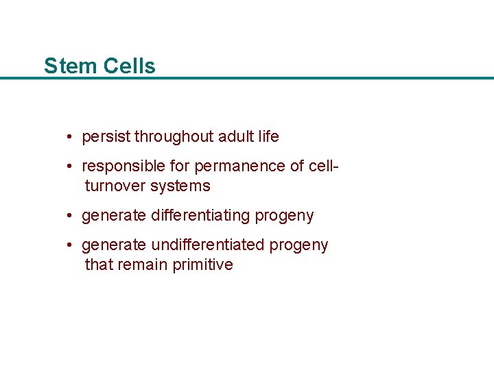Stem Cells • persist throughout adult life • responsible for permanence of cellturnover systems