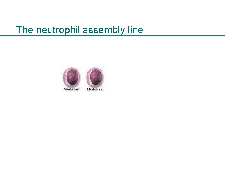 The neutrophil assembly line 