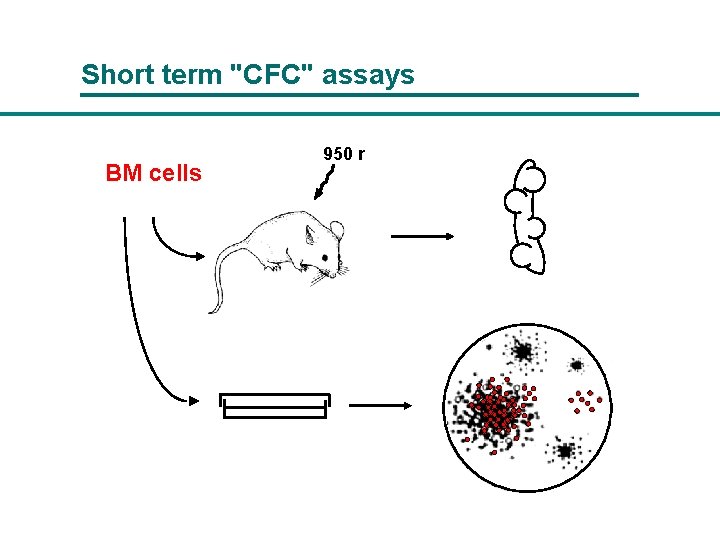 Short term "CFC" assays BM cells 950 r 