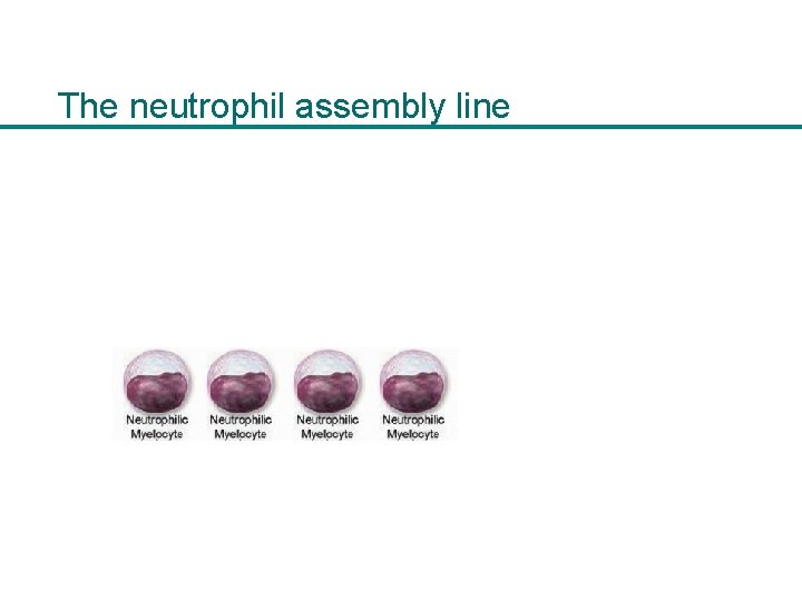 The neutrophil assembly line 