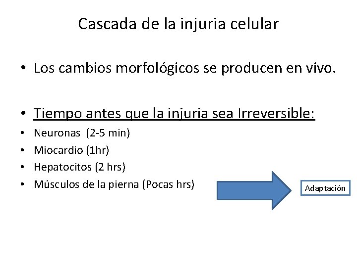 Cascada de la injuria celular • Los cambios morfológicos se producen en vivo. •
