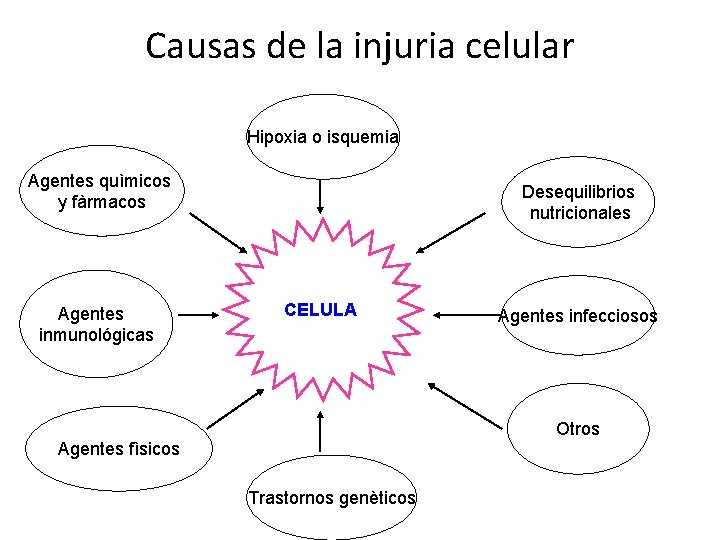 Causas de la injuria celular Hipoxia o isquemia Agentes quìmicos y fàrmacos Agentes inmunológicas