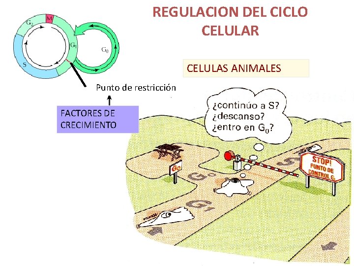 REGULACION DEL CICLO CELULAR CELULAS ANIMALES Punto de restricción FACTORES DE CRECIMIENTO 