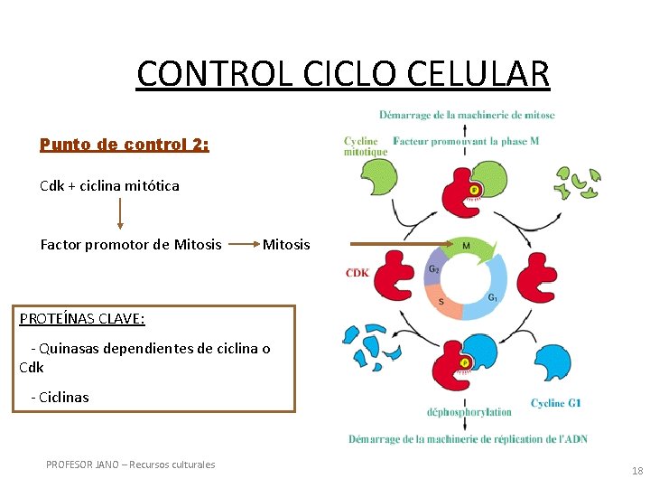 CONTROL CICLO CELULAR Punto de control 2: Cdk + ciclina mitótica Factor promotor de