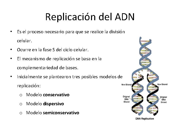 Replicación del ADN • Es el proceso necesario para que se realice la división