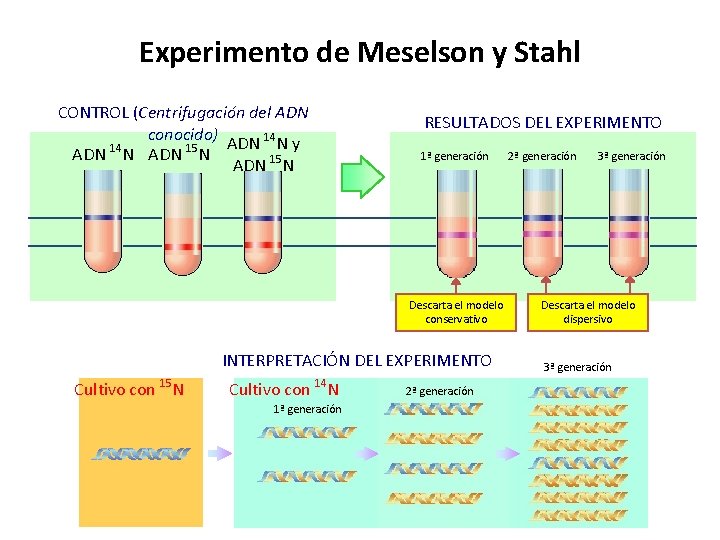 Experimento de Meselson y Stahl CONTROL (Centrifugación del ADN conocido) ADN 14 N y