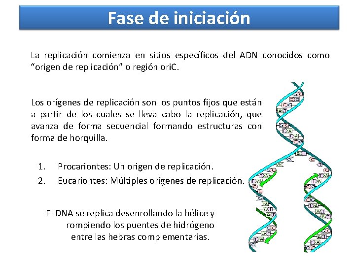 Fase de iniciación La replicación comienza en sitios específicos del ADN conocidos como “origen