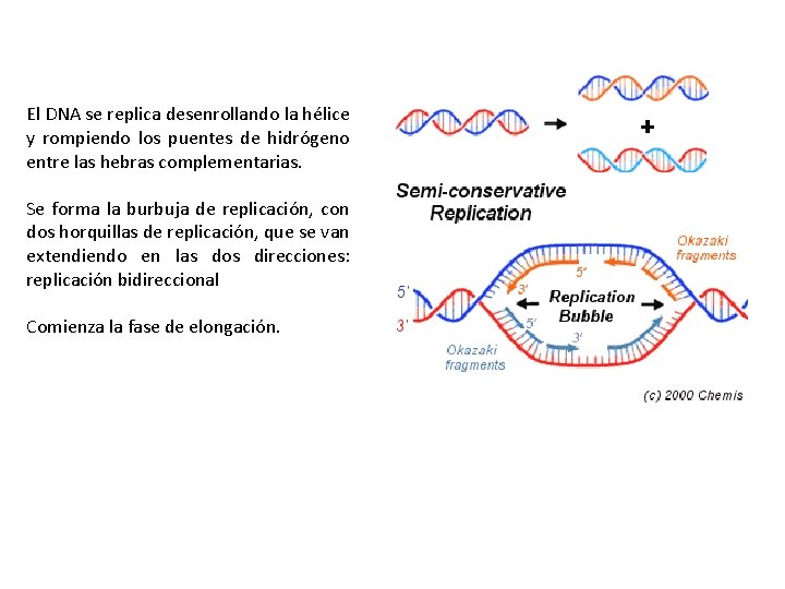 El DNA se replica desenrollando la hélice y rompiendo los puentes de hidrógeno entre
