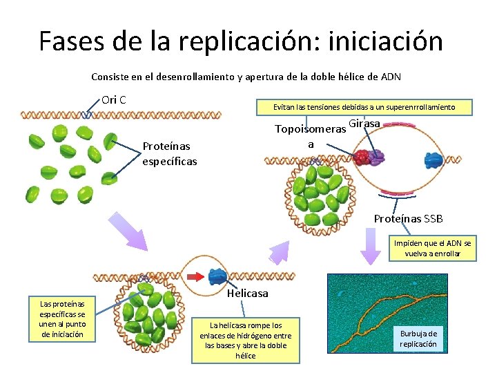 Fases de la replicación: iniciación Consiste en el desenrollamiento y apertura de la doble