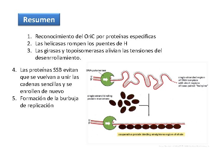 Resumen 1. Reconocimiento del Ori. C por proteínas especificas 2. Las helicasas rompen los