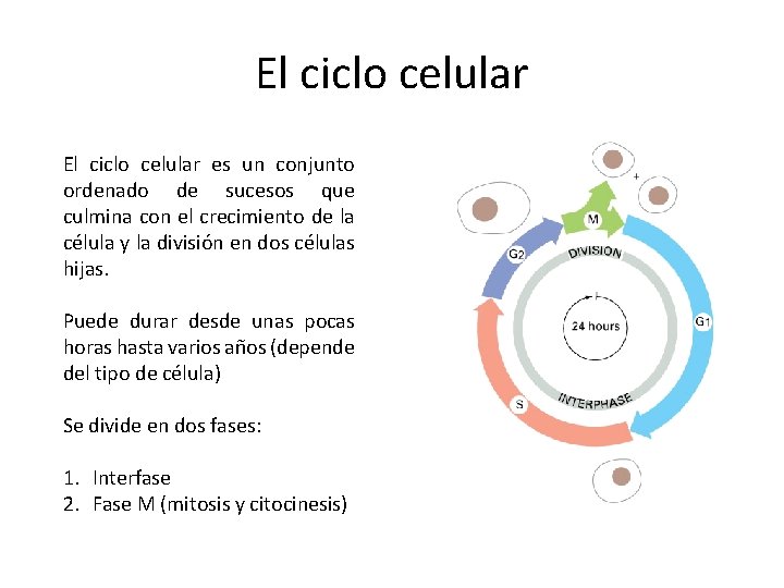 El ciclo celular es un conjunto ordenado de sucesos que culmina con el crecimiento